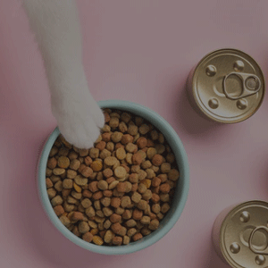 1mixing_wet_and_dry_cat_food_480x480.png