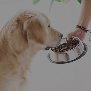guide-to-choosing-best-dog-food-1.png