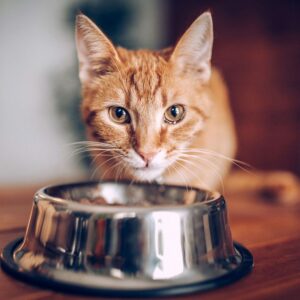 چرا گربه من همیشه گرسنه است؟